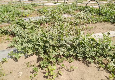 بالصور.. تقنية واعدة لزراعة البطيخ بجعار