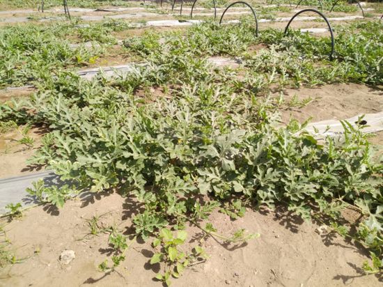 بالصور.. تقنية واعدة لزراعة البطيخ بجعار