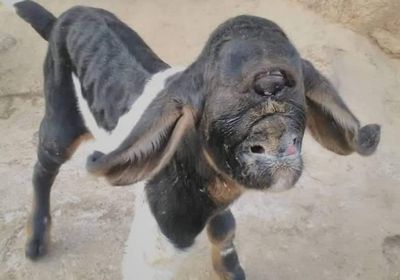 عوادم "الوطنية" تنشر التشوهات الخلقية بماشية الملاح