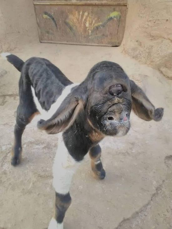 عوادم "الوطنية" تنشر التشوهات الخلقية بماشية الملاح