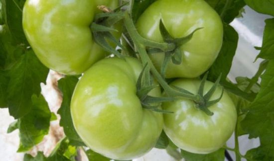 تناول الطماطم الخضراء يؤدي إلى الوفاة