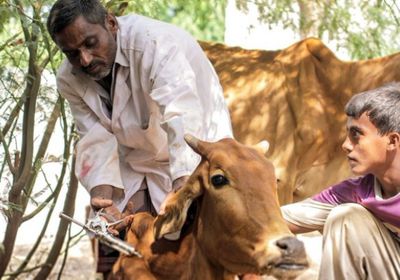 فاو تُطلق حملة جديدة لتحصين الماشية