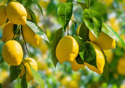 فوائد سحرية لأوراق الليمون