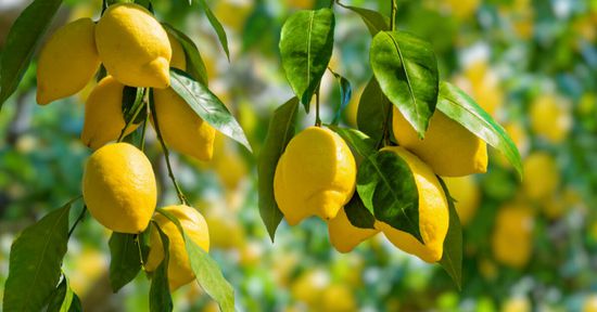 فوائد سحرية لأوراق الليمون
