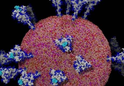 "لجنة كورونا" ترصد 8 وفيات و36 إصابة جديدة