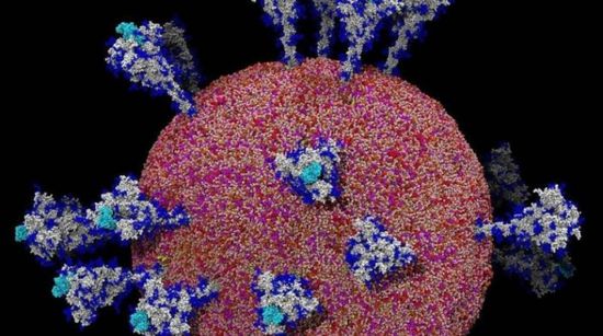 "لجنة كورونا" ترصد 8 وفيات و36 إصابة جديدة