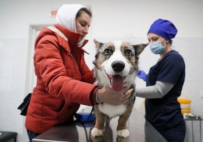  روسيا تُعلن عن إنتاج أول لقاح مخصص للحيوانات