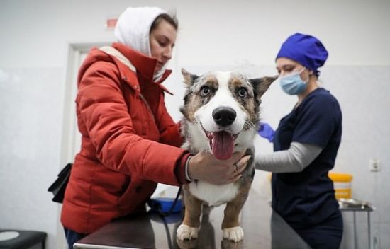  روسيا تُعلن عن إنتاج أول لقاح مخصص للحيوانات