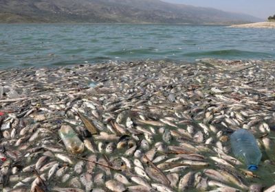  أطنان من الأسماك النافقة تظهر على ضفاف بحيرة في لبنان