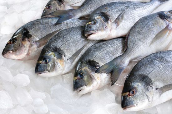 فوائد الأسماك ذات اللحم الأبيض على صحة الإنسان 