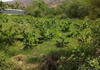 بشائر الخير.. موسم زراعي وفير في مناطق ردفان