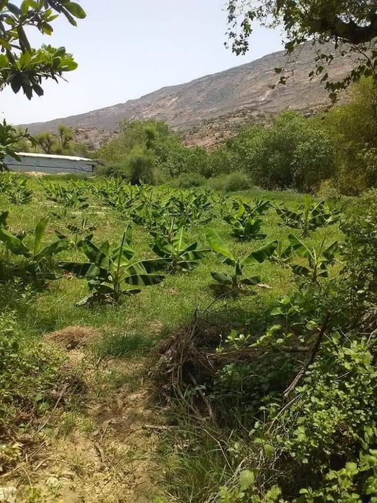 بشائر الخير.. موسم زراعي وفير في مناطق ردفان