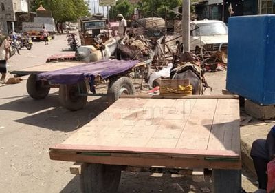 "الجواري" .. عصب اقتصادي حيوي لأسر أبين