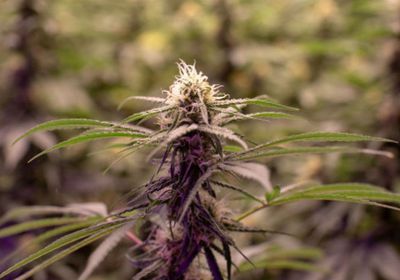 الموافقة على مشروع قانون تقنين زراعة القنب الهندي بالمغرب