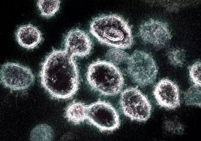 الحالات النشطة تتراجع.. إصابتان بكورونا في ساحل حضرموت