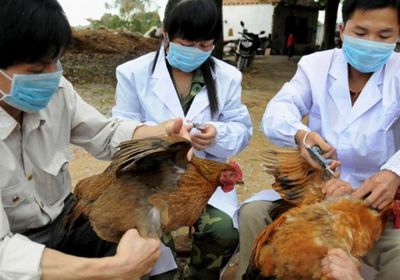  الصين تسجل أول حالة إصابة بشرية بإنفلونزا الطيور