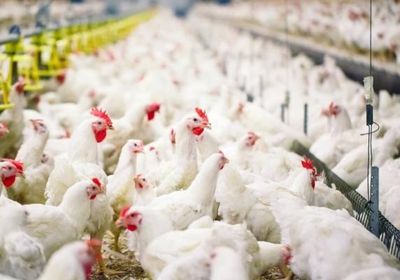  إنفلونزا الطيور تحصد آلاف الدواجن بالعراق