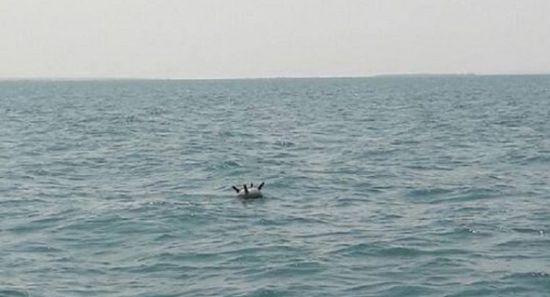 اكتشاف شبكة ألغام بحرية حوثية قبالة سواحل الخوخة