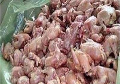 منع إدخال شحنة دواجن فاسدة لميناء المنطقة الحرة