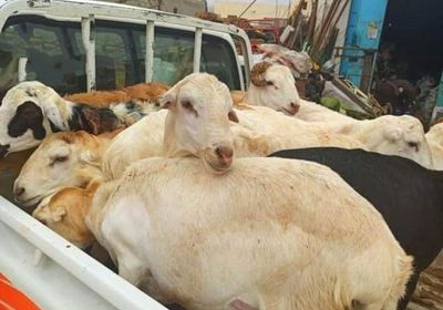 مظلة الجبايات الإخوانية تطال رؤوس الأغنام بشبوة