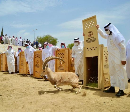 الشرطة السعودية تسترد وعلاً جبليًا من أيدي 3 صيادين