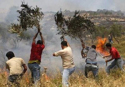  مستوطنون يهود يحرقون شتلات التين والزيتون بـ"الرأس"