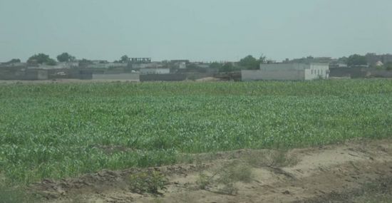 قصف حوثي عشوائي على مزارع جنوب التحيتا