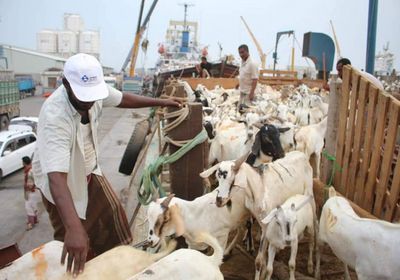 خلال يوليو.. المكلا تستقبل نحو 43 ألف رأس من الماشية الصومالية