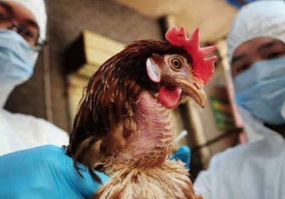 الصين: تسجيل حالة إنفلونزا الطيور (H5N6)