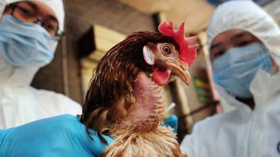 الصين: تسجيل حالة إنفلونزا الطيور (H5N6)