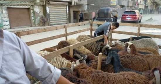 مصر.. حظر ذبح الأضاحي في نهر الطريق