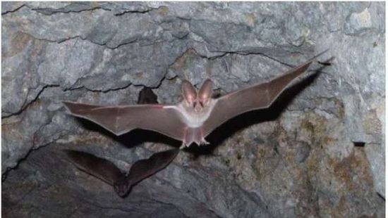  ظهور نوع جديد من فيروس كورونا في الخفافيش ببريطانيا