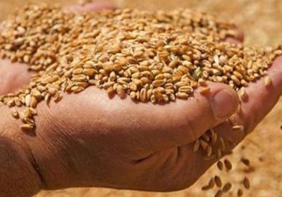 تراجع واردات مصر من القمح بشكل ملحوظ