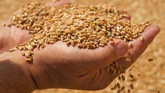 تراجع واردات مصر من القمح بشكل ملحوظ