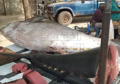 في ارتفاع جديد.. كيلو الثمد يُسجل 6 آلاف ريال بأبين