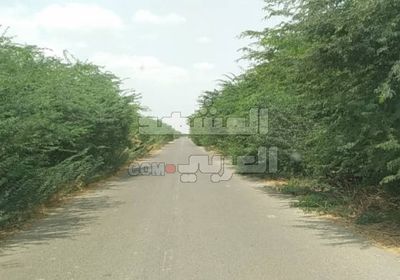 إزالة أشجار السيسبان من خط عبر عثمان بخنفر