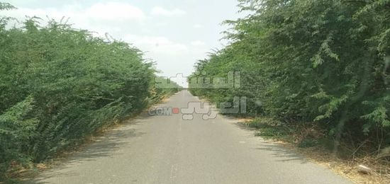 إزالة أشجار السيسبان من خط عبر عثمان بخنفر