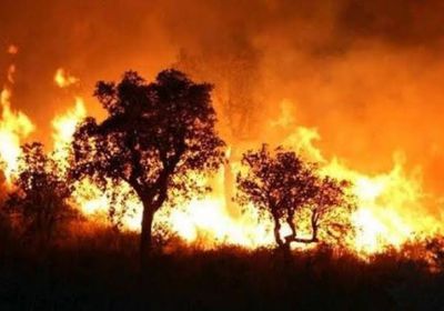 السجن 30 عامًا لمشعلي حرائق الغابات في الجزائر