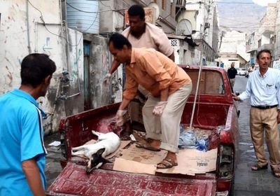 انتشار فرق مكافحة الكلاب الضالة في صيرة