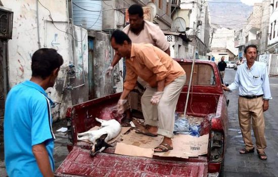 انتشار فرق مكافحة الكلاب الضالة في صيرة