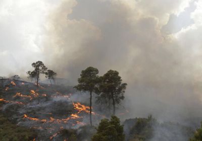  الجزائر: ارتفاع ضحايا حرائق الغابات إلى 5 وفيات