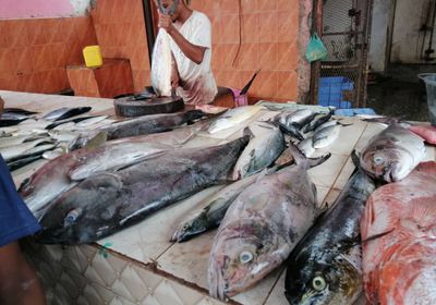 موجة غلاء تطال أسعار الأسماك في الحبيلين