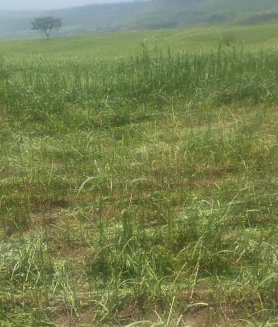 مليشيا الحوثي ترفض التحقيق في اعتداء على مزرعة بإب