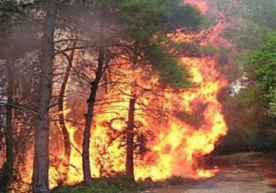 اندلاع حريق بإحدى الغابات شمال غربي تركيا