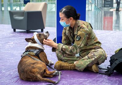 واشنطن تنفي ترك الجيش الأمريكي كلابهم بكابول