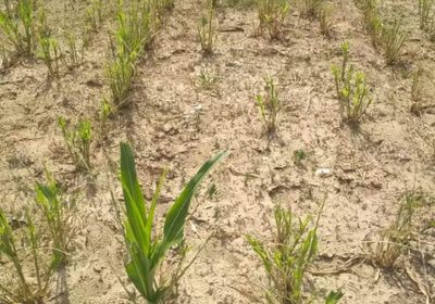 مزارعو أبين يطالبون بمواجهة خطر أسراب الجراد