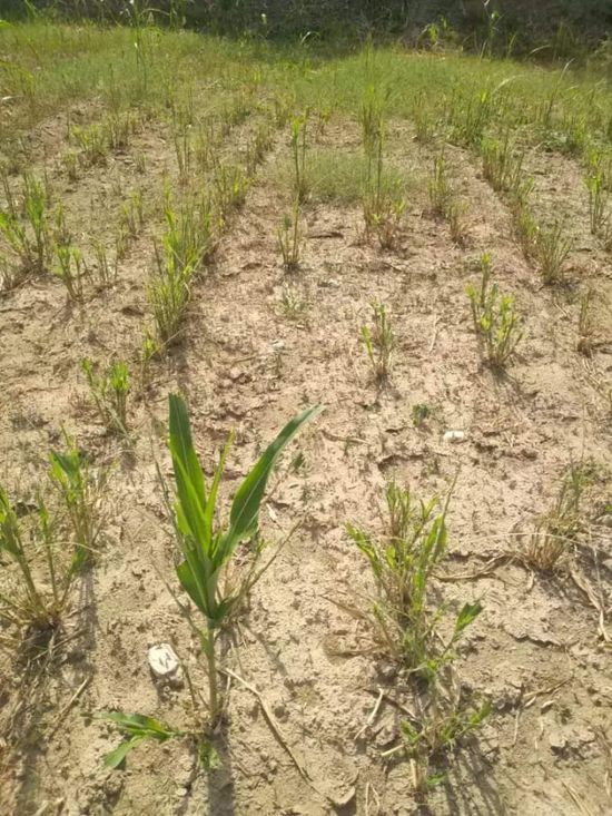 مزارعو أبين يطالبون بمواجهة خطر أسراب الجراد