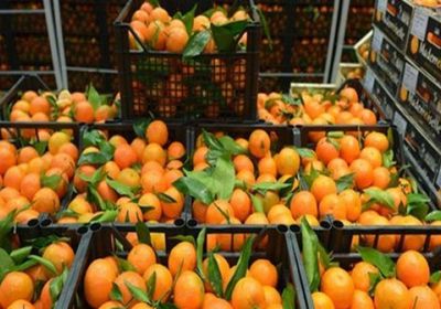 مصر تحتل المركز الأول عالميًا في تصدير البرتقال  