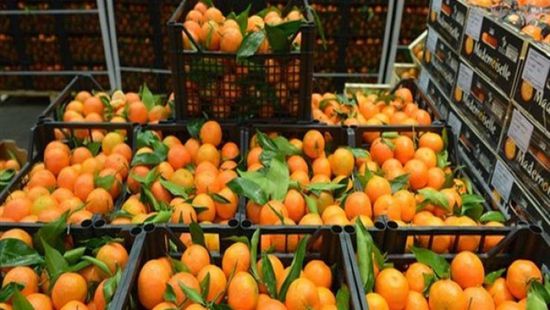 مصر تحتل المركز الأول عالميًا في تصدير البرتقال  
