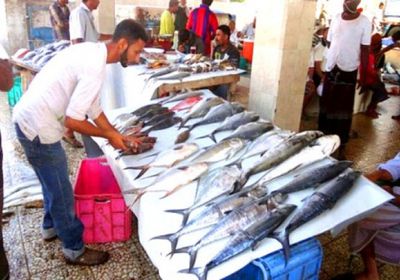إلزام باعة الأسماك في عدن باستخراج تراخيص مزاولة نشاط